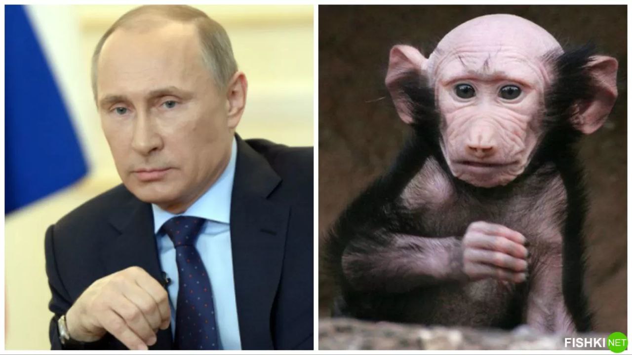 Путин похож на обезьяну