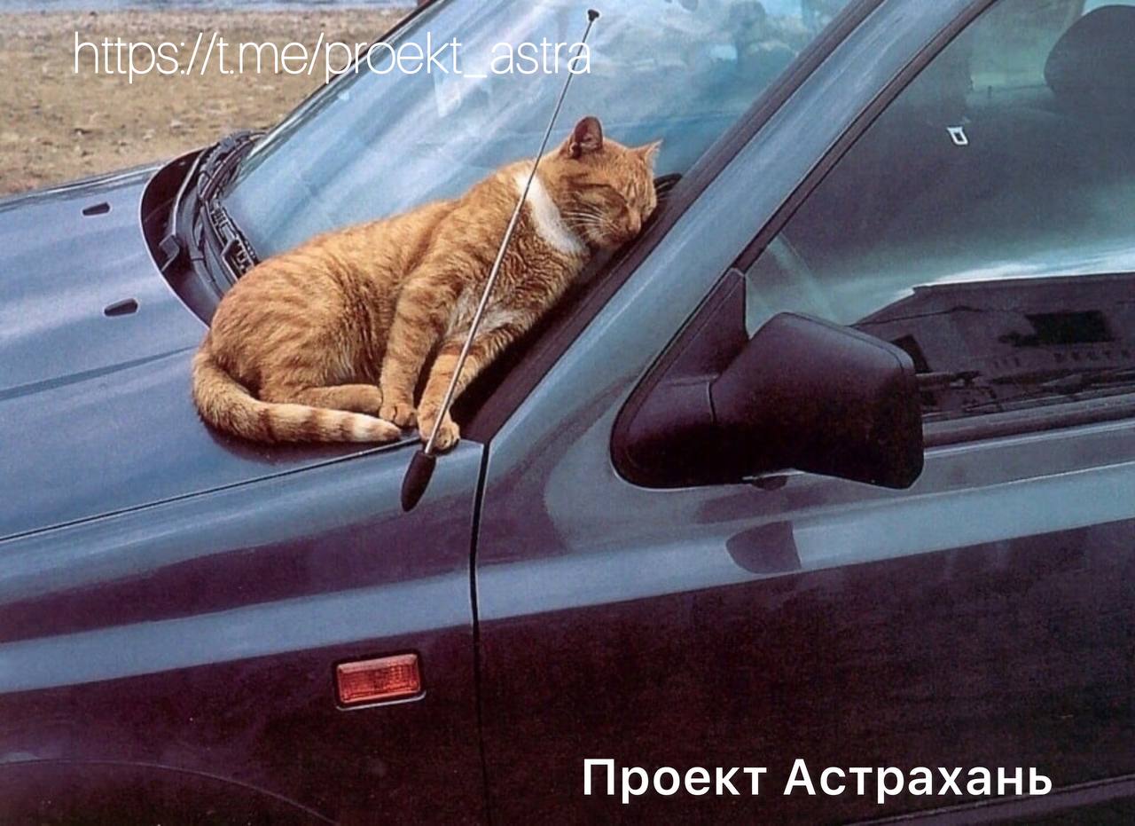 Кот на мерседесе