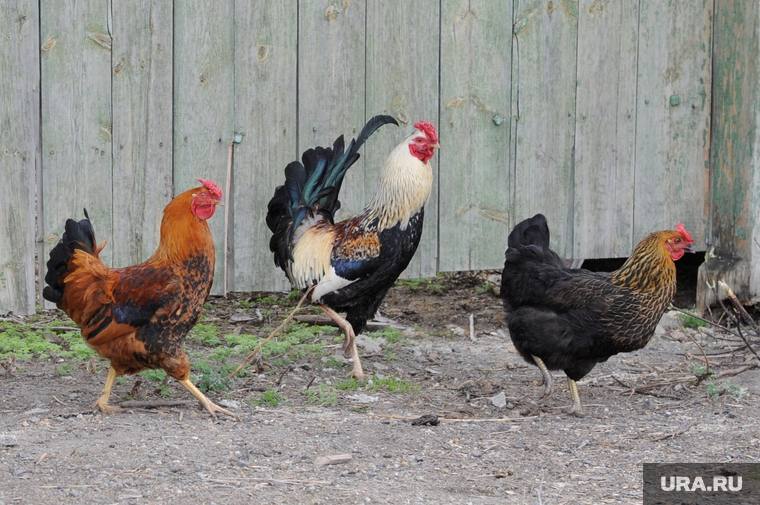 Было 3 петуха. Интервью у петуха. Чего у петуха 8. Петух на плетне. Задачи на смекалку.