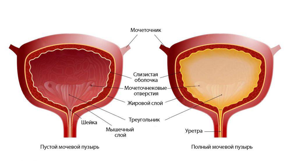 По мочеточникам в мочевой пузырь поступают. Мочевой пузырь строение оболочки. Схема строения мочевого пузыря человека. Мочевой пузырь препарат анатомия. Мочевой пузырь в разрезе анатомия.