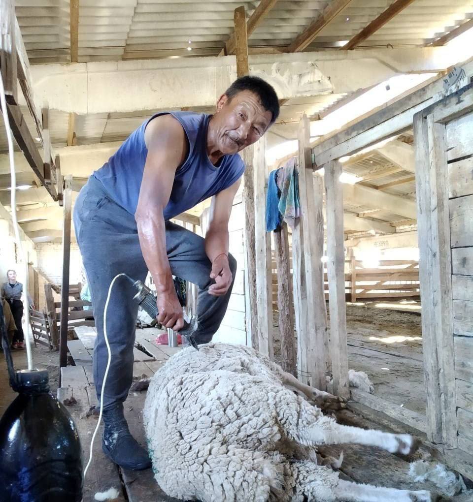 Прием шерсти. Сельское хозяйство Калмыкии. Производство шерсти в Калмыкии. Растениеводство Калмыкии. Прием шерсти овец Хакасия.