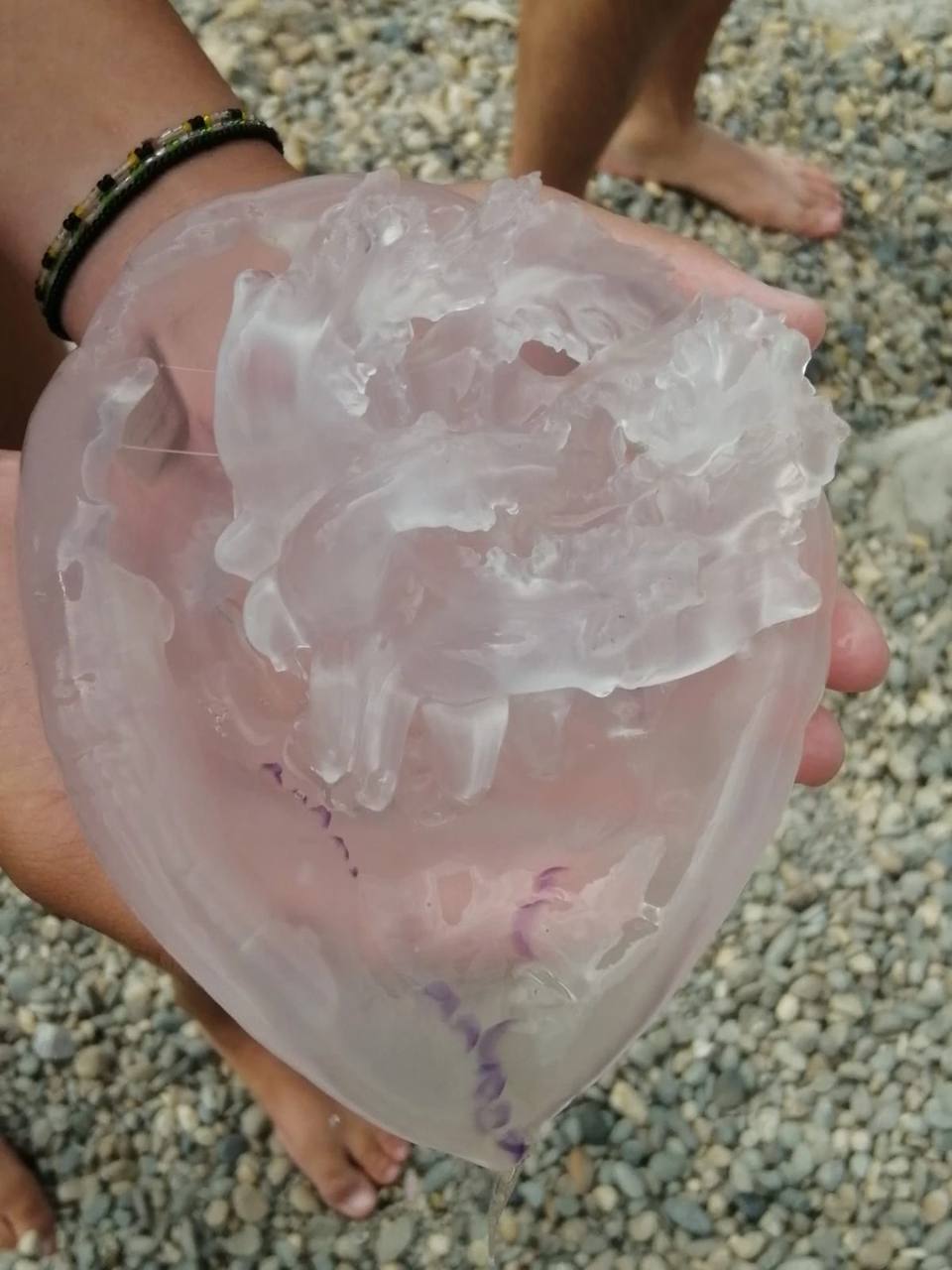 медузы в тунисе