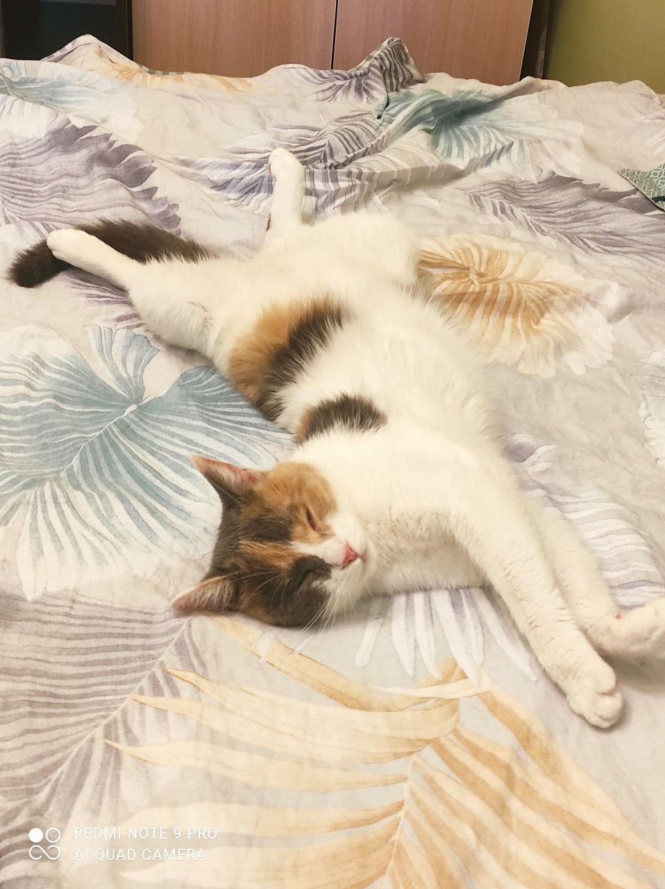 Подари котейке дом. Котоспасатели. Подари котейке дом. Подари котейке дом. Подари котейке дом.