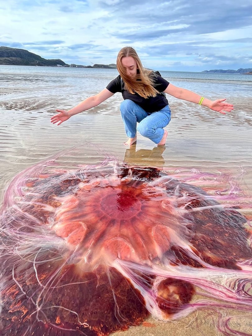 Самая большая медуза в Баренцевом море