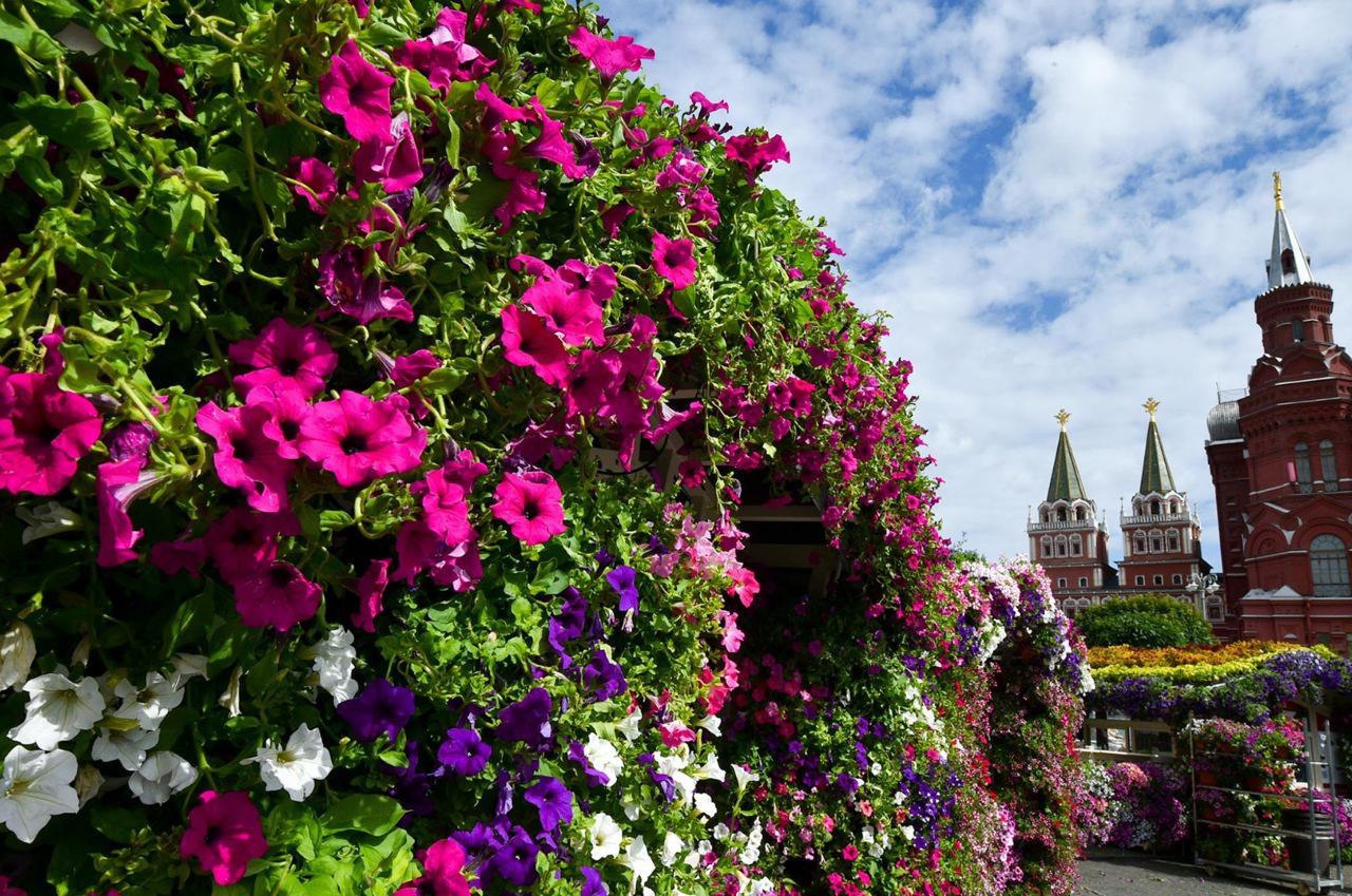 Фото Цветов Москва