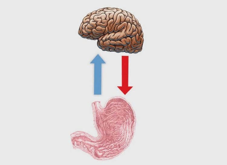 Второй мозг. Кишечник и мозг.