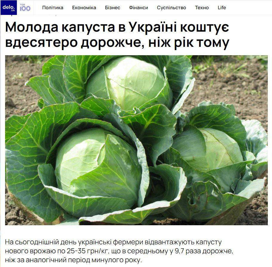 Капуста Новый Урожай Купить В Спб