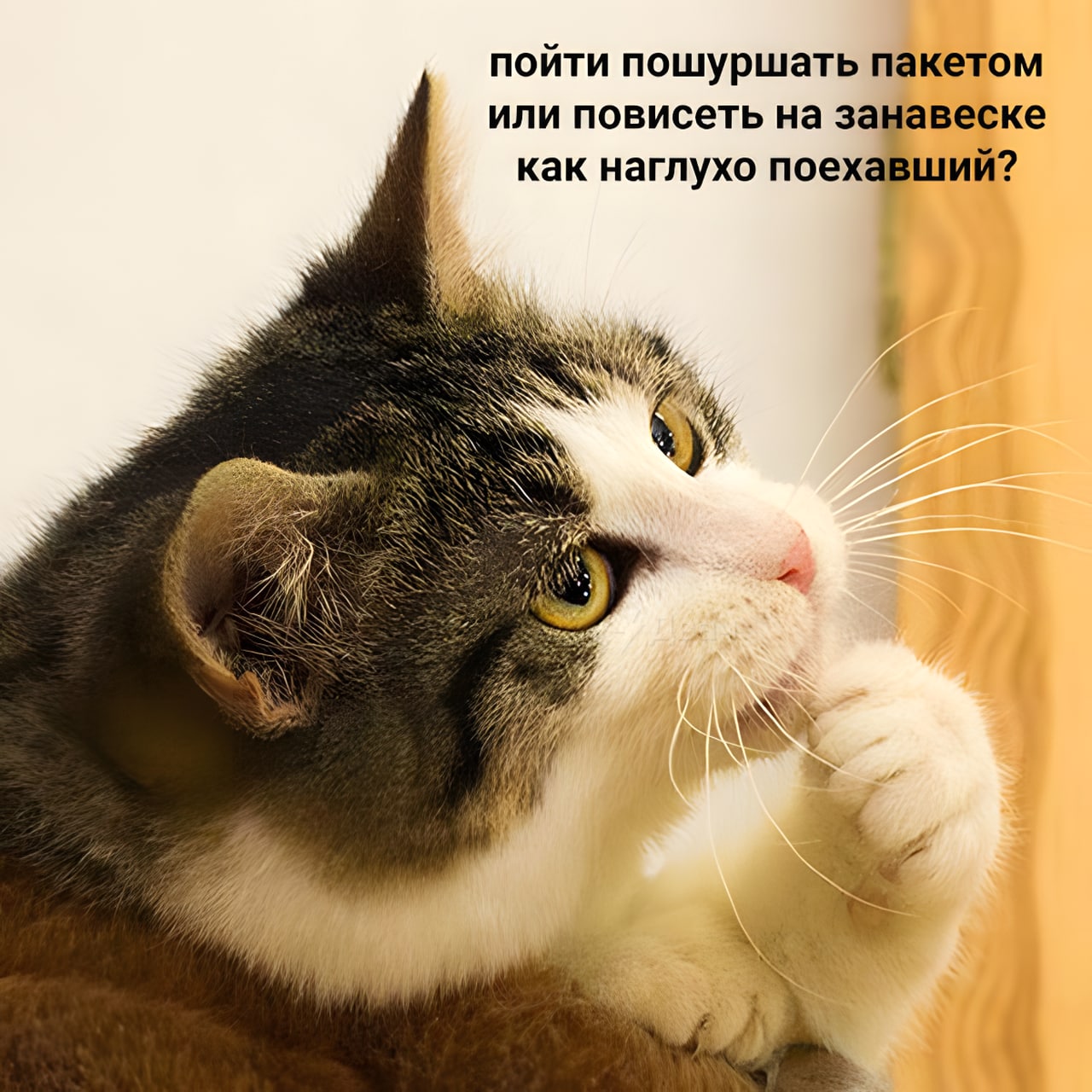 What are you thinking now. Кот задумался. Задумчивый. Кот задумчивый. Задумчивая кошка.