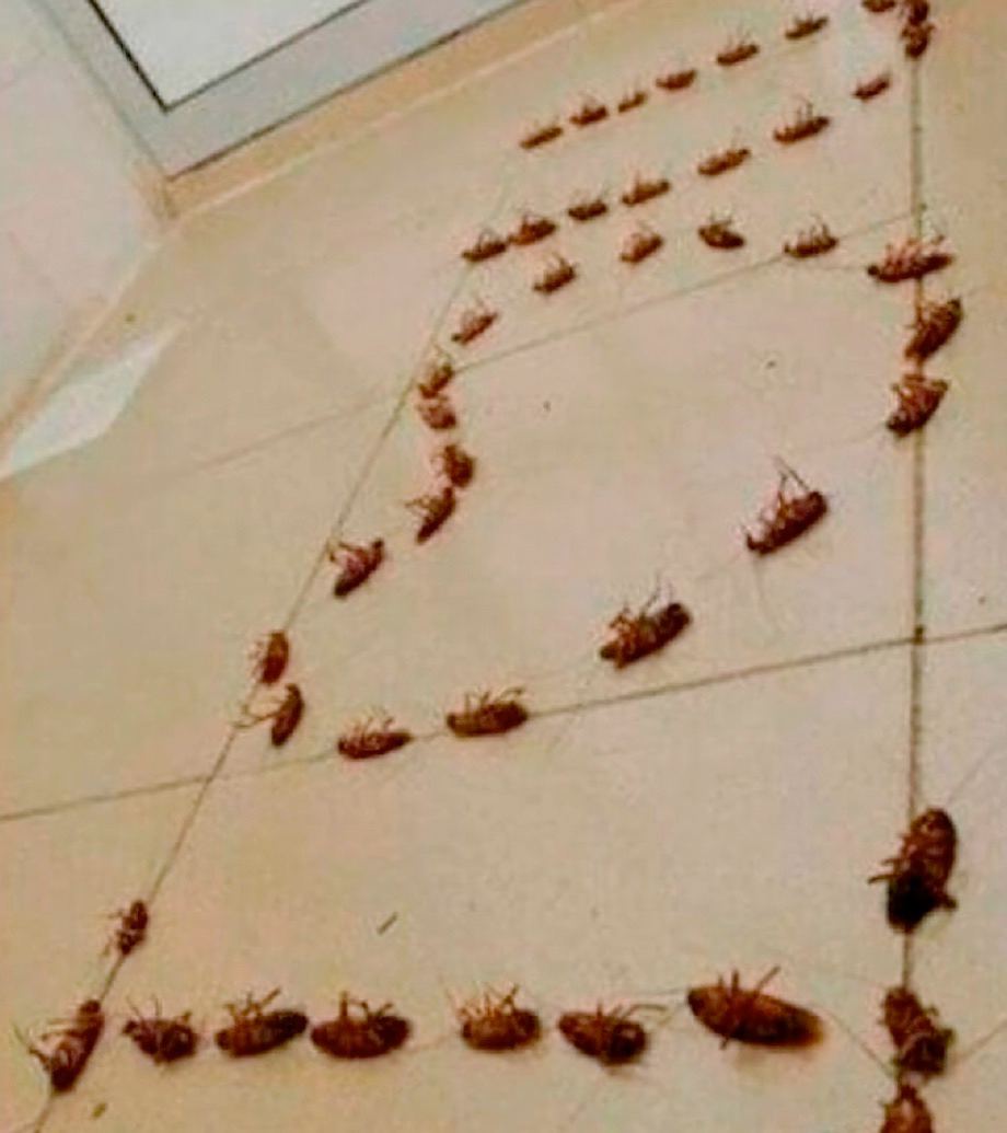 Стая тараканов