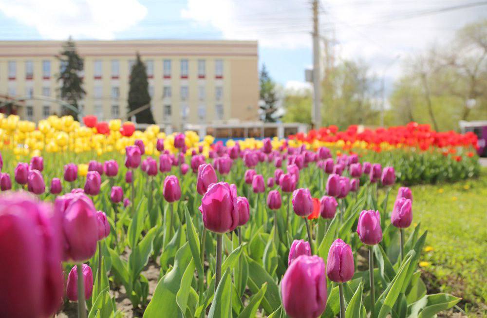петровский сквер воронеж тюльпаны. краснокнижные тюльпаны воронежской области. тамбов тюльпаны парк победы. тюльпаны на клумбах города. тюльпан белый арктика.