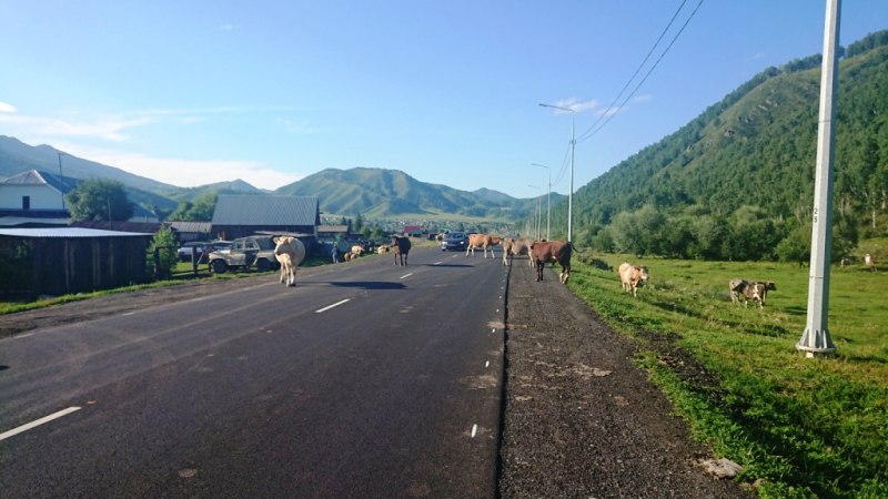 Шебалино республика алтай фото