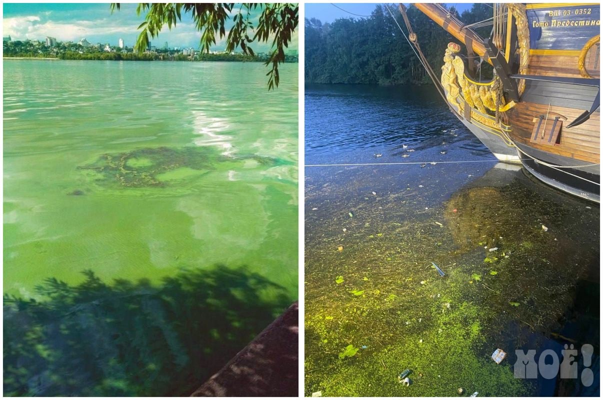 Зеленое водохранилище. Цветение воды. Водоросли в пруду. Водохранилище Воронеж зеленое. Там море большое.
