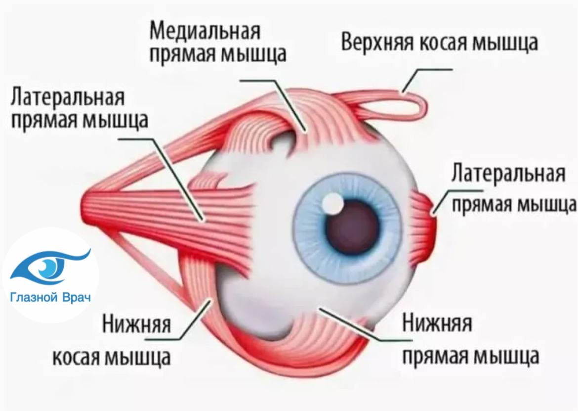 Мышцы иннервирующие глазное яблоко