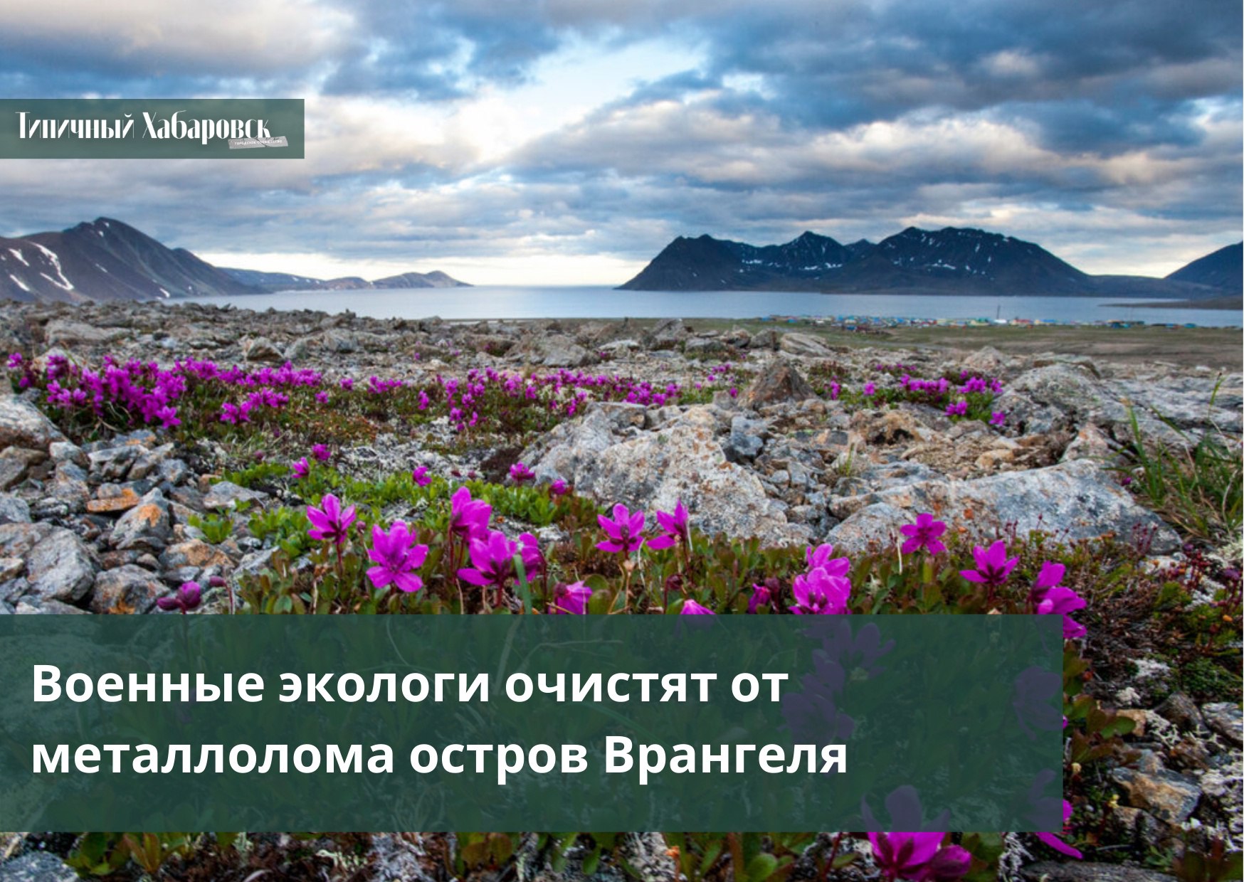 Растения арктических пустынь России