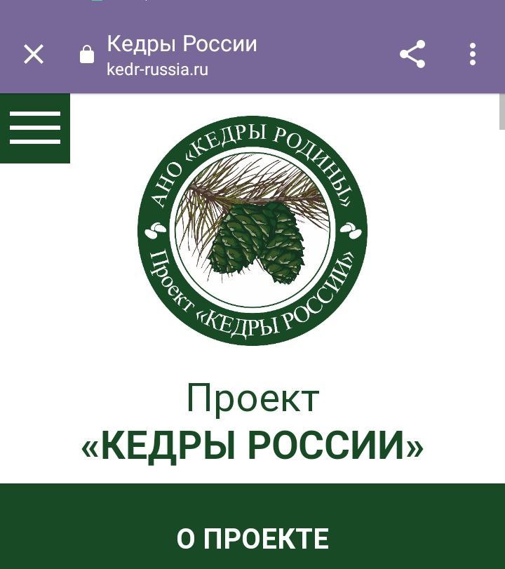 сосна кедровая сибирская сибирский кедр. проекта кедр. сертификат кедры россии. акция кедры россии. кедры россии проект в алтайском крае.