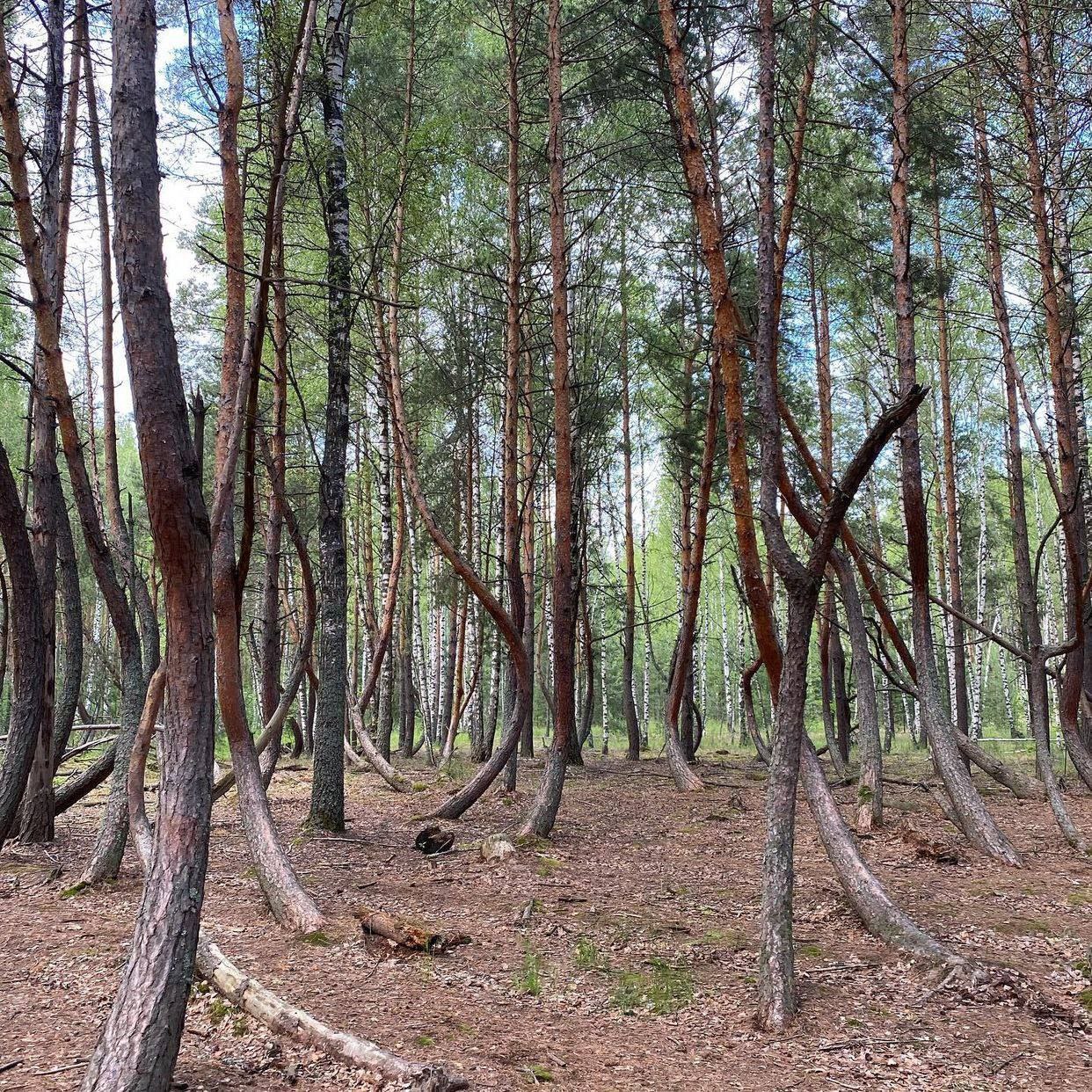 Пьяный лес в Шиловском районе Рязанской области