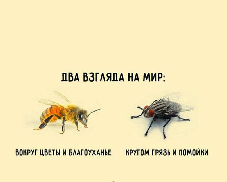 Притча о пчелах. Муха и пчела. Притча о пчеле и мухе. Высказывания о пчелах.