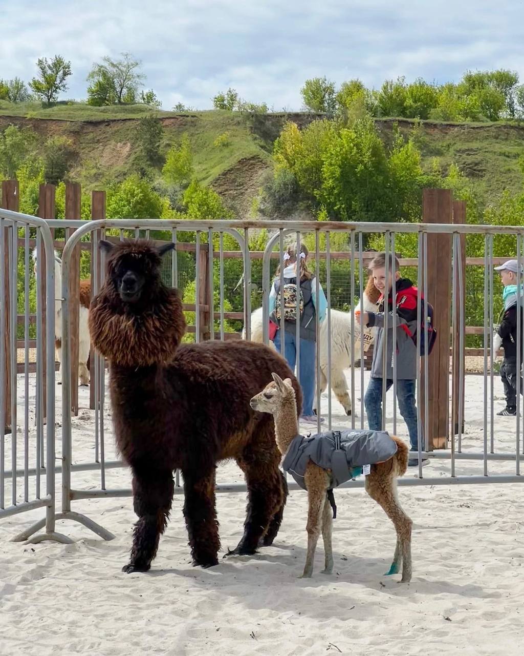 Ферма лама и альпака в подмосковье. Альпаки воронеж белый колодец. Парк альпак воронеж. Белый колодец воронеж альпака. Парк альпак воронеж.
