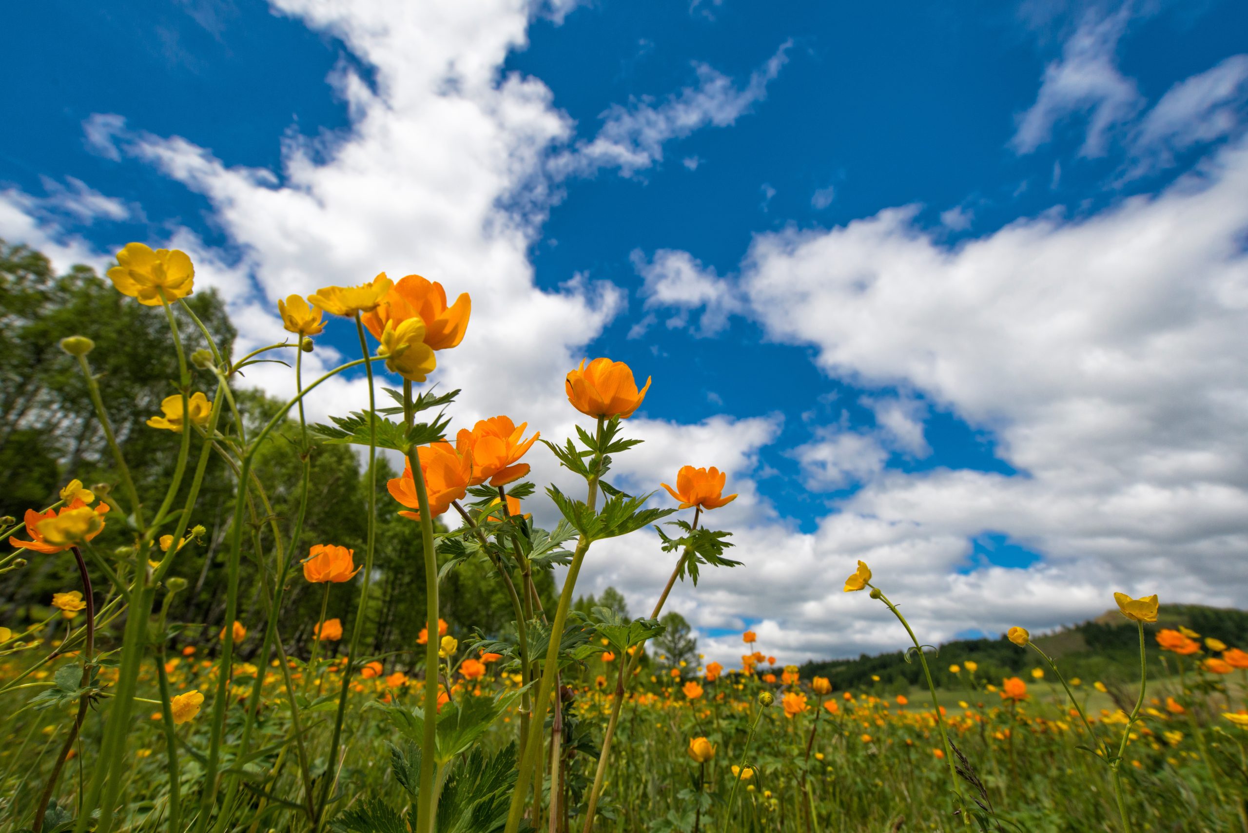 Июль месяц. Поле Лютиков в Италии. Кубанец поле Лютиков-цветочков. Цветы на лугу. Июнь природа.