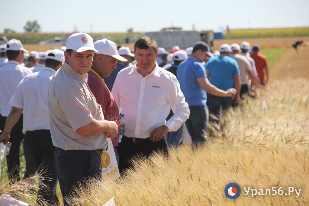 Работа в поле в оренбурге. Дорога посреди поля пшеницы. День поля курганская область 2022. Работа в поле в оренбурге. День поля оглк оренбург.