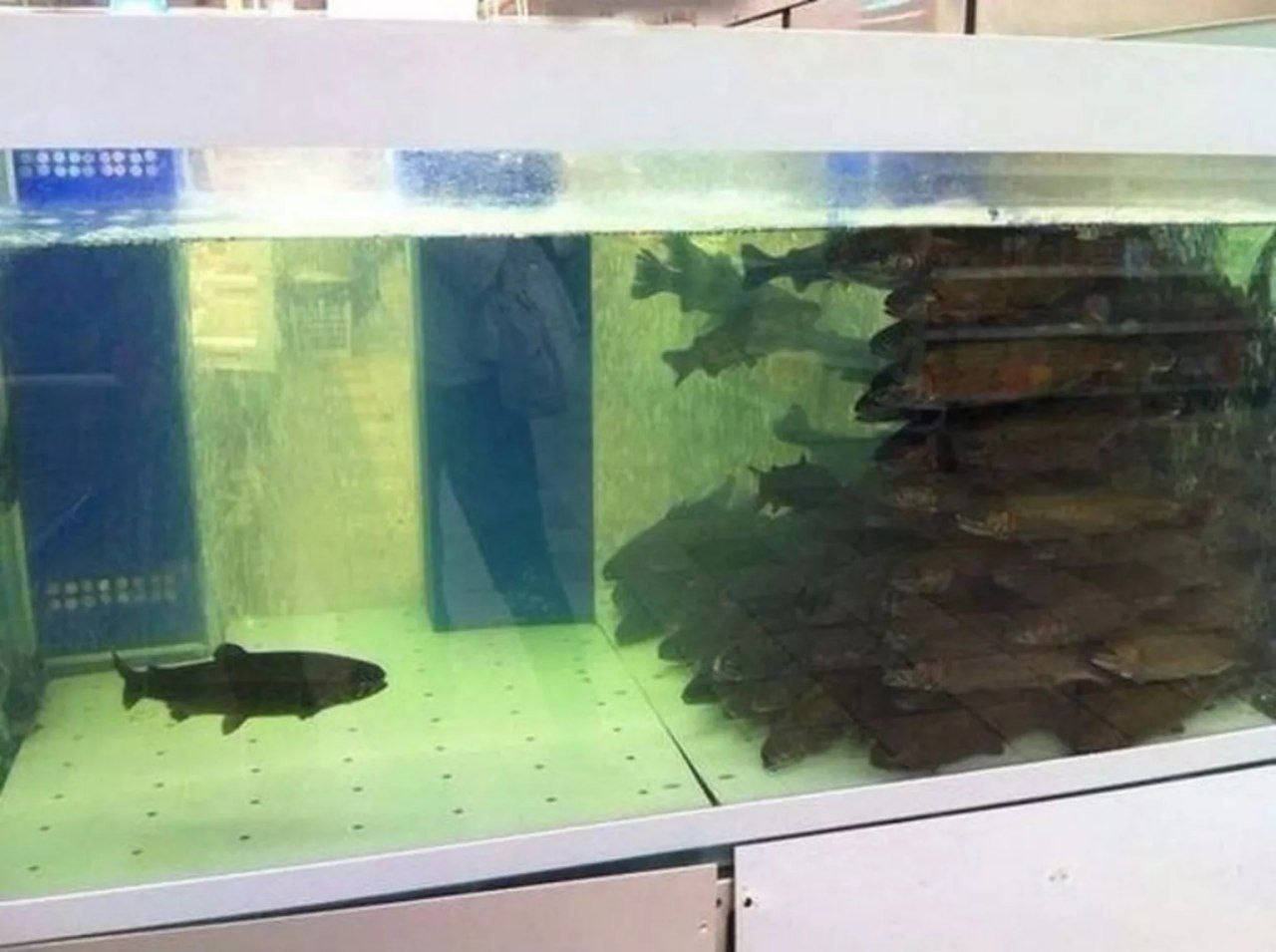 Рыбы в аквариуме Мем