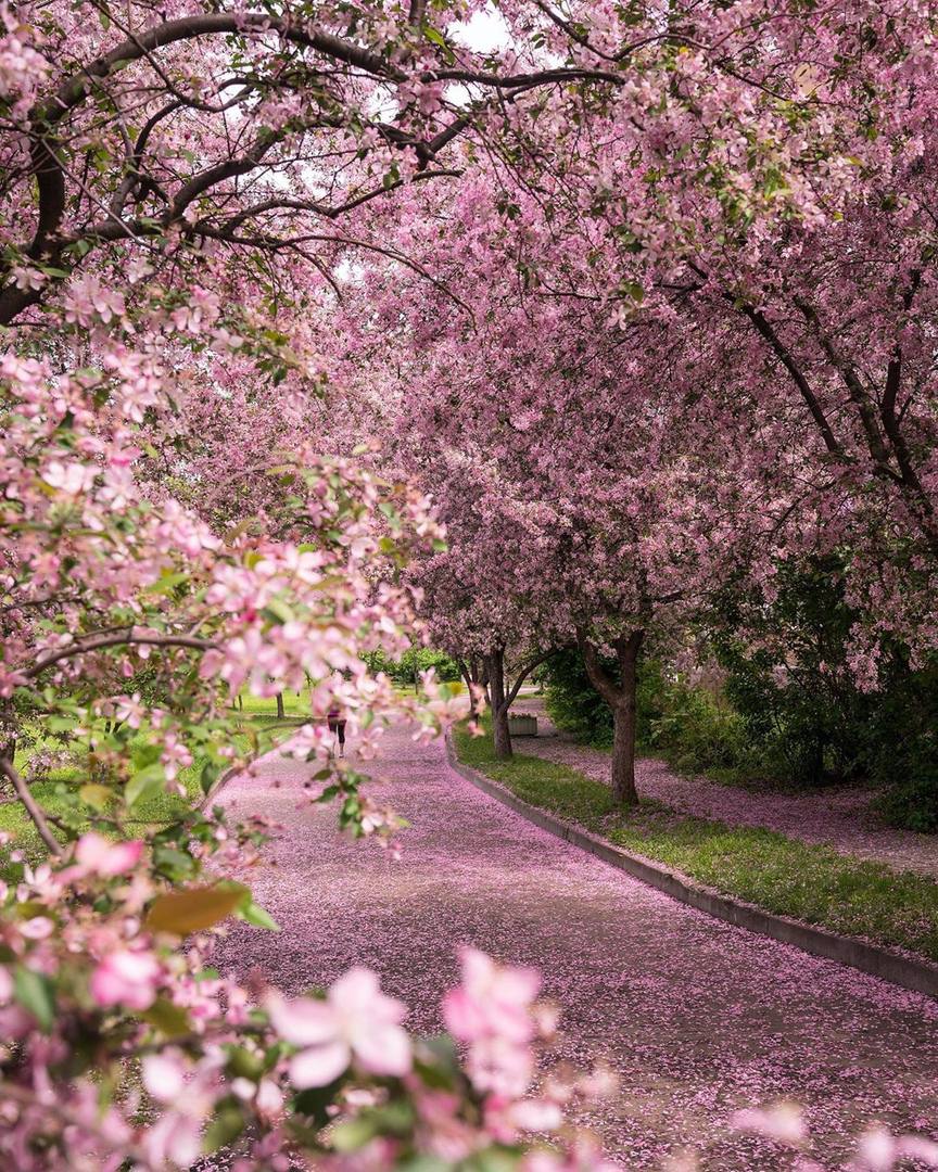 Цветение деревьев в москве фото
